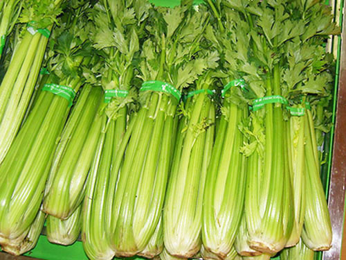 佛山蔬菜配送 佛山蔬菜配送